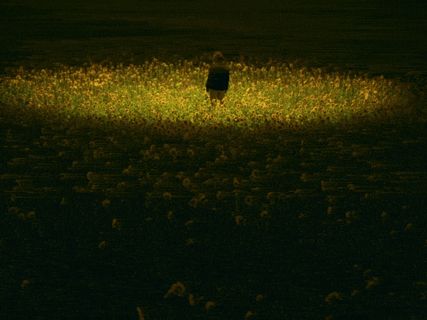 A lone figure stands in a pool of light in a dark sunflower field at night