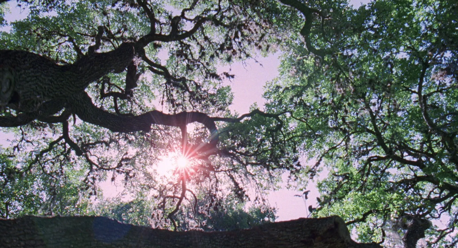 Sun bursting through a huge oak tree, shot from a low angle